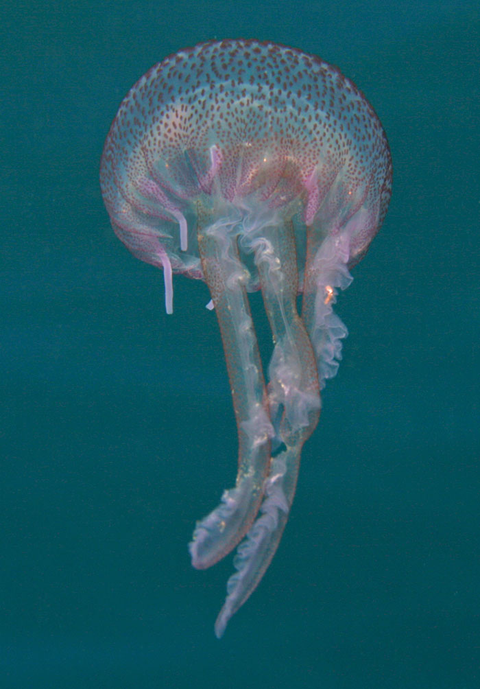 Pelagia noctiluca